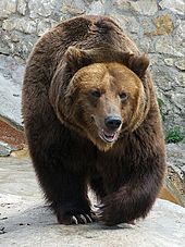 brown-bear_orig
