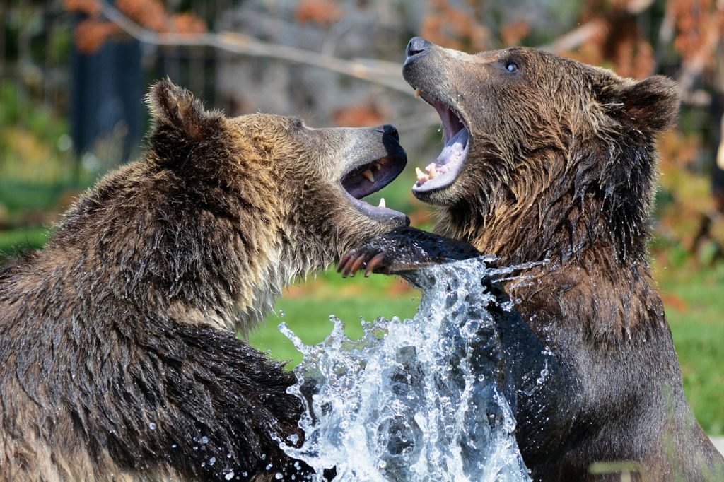 grizzlies, bears, sparring-210996.jpg